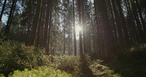 Sunburst Through the Backlit Trees in a Pine Plantation in a Low Angle Ground Level View of the