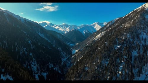 Snowy Forest and Mountains