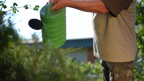 Unrecognizable Senior Male Gardener Watering Plants on Sunny Summer Spring Day Outdoors
