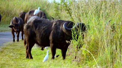 El búfalo africano (Syncerus caffer) y la garceta bovina blanca cohabitan en Sudáfrica