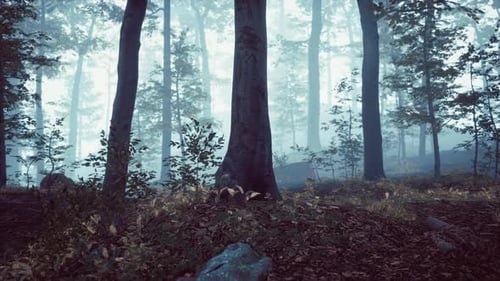 Misty Morning in the Woods with Rays of Light