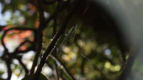 Close up of a rainbow spiderweb in the wild on a tree in the forest with raindrops