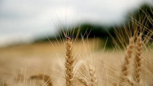 Grain Heads Of Wheat In Summer Field - Close Up