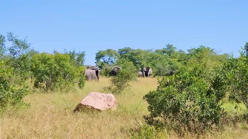 Elefant navigiert durch die Savannenvegetation zur Elefantenherde Kruger-Nationalpark