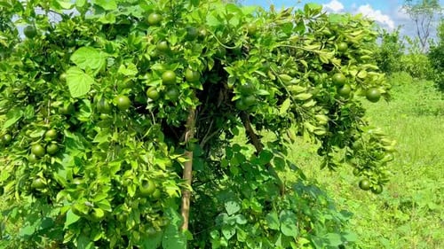 Lush Lime Tree Growing in Rural Setting