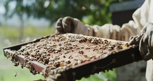 Ein unerkennbarer männlicher Imker, der auf seiner Bienenfarm arbeitet