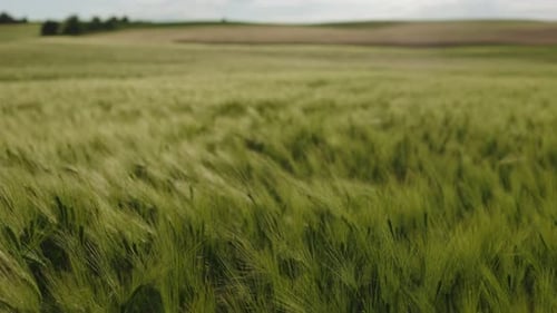 Unripe Green Wheat Growing on Endless Field