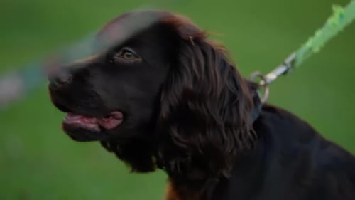 Closeup Portrait of a Brown Spaniel on a Leash in a Green Park Panting with Tongue Out and Gazing