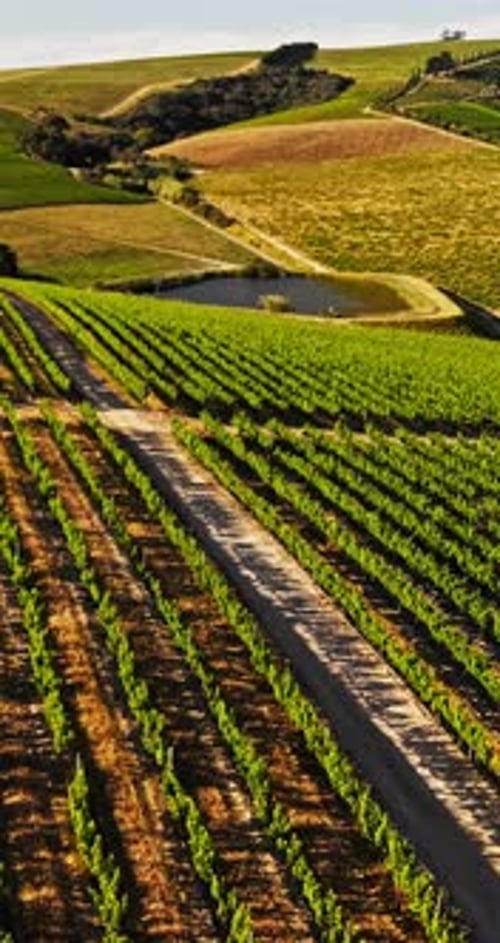 Nature, farm and drone view of vineyard for wine production, growth and grapes harvest outdoor