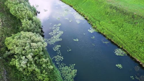 Drone Flight Over the Small River with a Lot of Water Lilies on a Sunny Summer Day