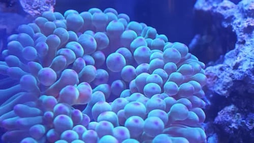 Clownfish nestled within a vibrant bubble-tip anemone, A symbiotic relationship illuminated in a ree