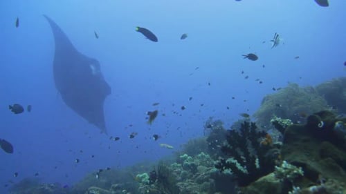 Majestic Manta Ray Gliding Through Coral Reef