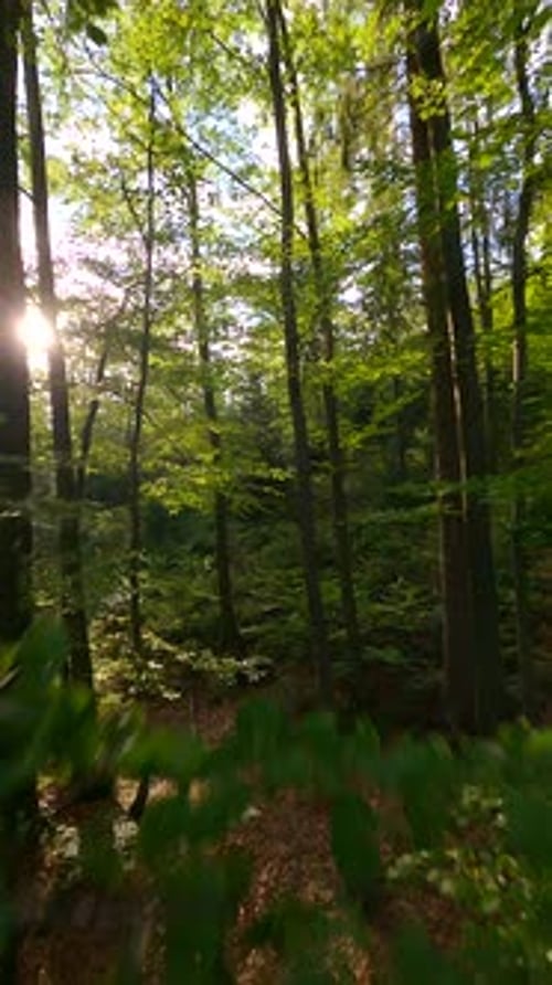 FPV Drone Flying Close to Trees in the Summer Forest in the Morning Sunlight