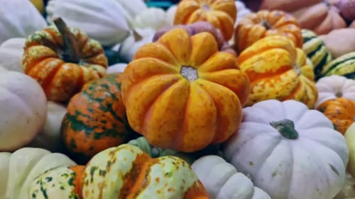 Colorful Pumpkins and Gourds for Fall and Harvest