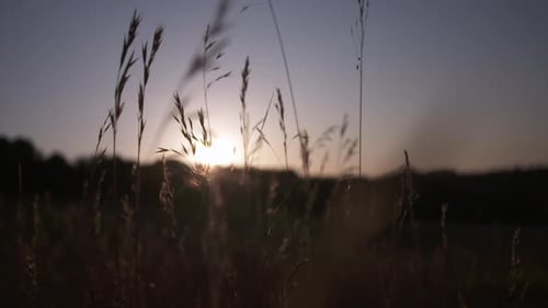 Cinematic close up of wheat in field at sunset with plant shadows and warm sunshine during summer.