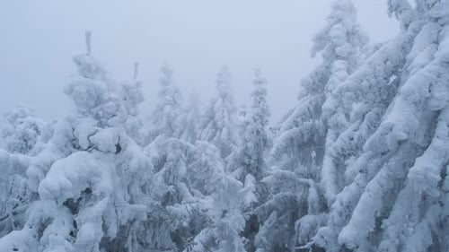 Luftbild von frostbedeckten Pinien in einem verschneiten Wald im Winter