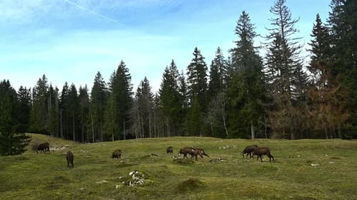 Grupo de rebecos paseando, corriendo y pastando. Rupicapra rupicapra en el bosque en primavera. Le Lieu, Vau