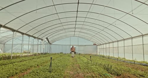Man Walking Through Greenhouse Carrying Crate of Crops