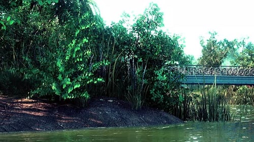 Summer Green Forest Pond Landscape