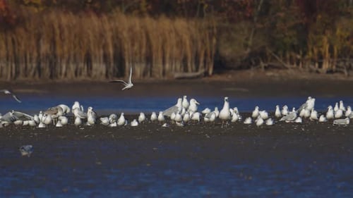 Many river gulls hunt fish in lakes, rivers, and canals. Seagulls fly over the water. Seagulls grace