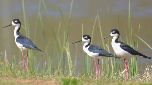 Drei schwarzhalsige Stelzen am Ufer des Sees