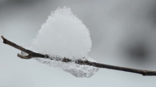 Snow and Icicles on a leafless tree branch in a Winter Forest, Close Up, Blurred Background