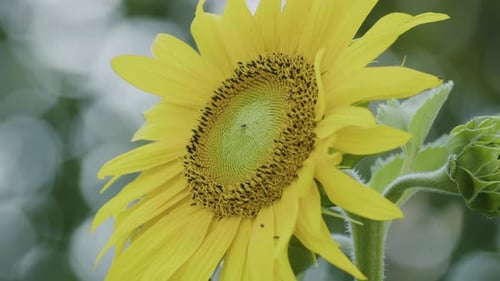 Sunflower blossom closeup in cloudy day no shadows