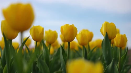 Vibrant Yellow Tulips in Full Bloom Glistening in a Beautiful and Expansive Field
