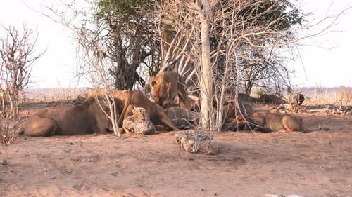 African lions in the desert