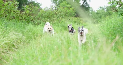 three Happy dogs running through a meadow