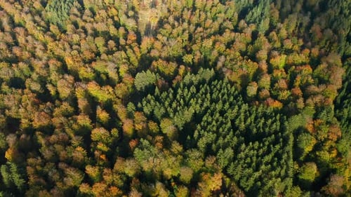 Beautiful Forest Landscape In Fagne du Rouge Poncé in Saint Hubert, Belgium - aerial shot