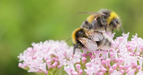Two Bumblebees on Pink Flowers in Lush Garden