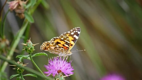 Butterfly on Flower in a Sunny Nature Scene