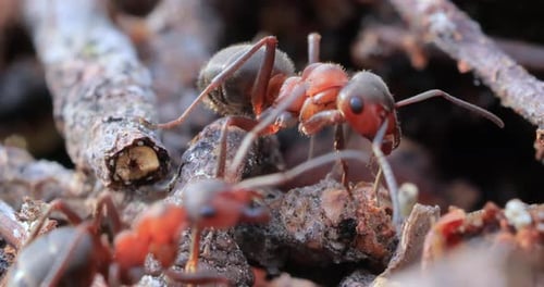 Ant close-up in the wild.
