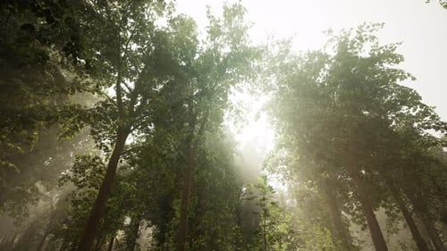 Les rayons du soleil dans une forêt brumeuse en automne créent une ambiance magique