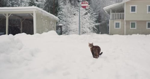 A Cat Runs in the Snow Beautiful Country House in a Snowy Pine Forest Christmas Decorations on the