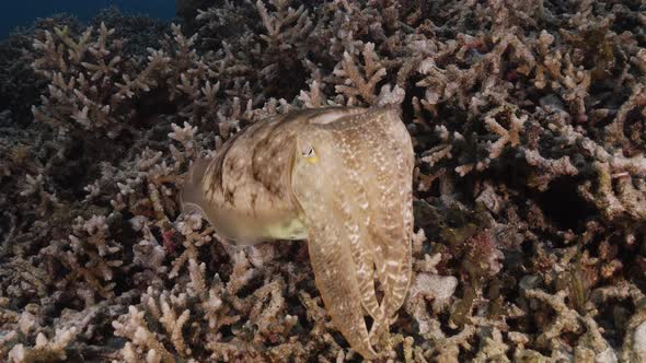 Sepia, cuttlefish on a tropical coral reef changing color and texture ...