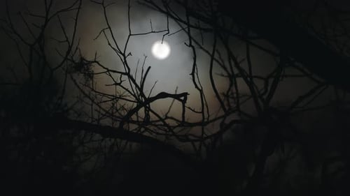 Full Moon Shines Through Silhouetted Tree Branches at Night