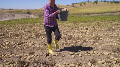 A worker in the field collects potatoes.
