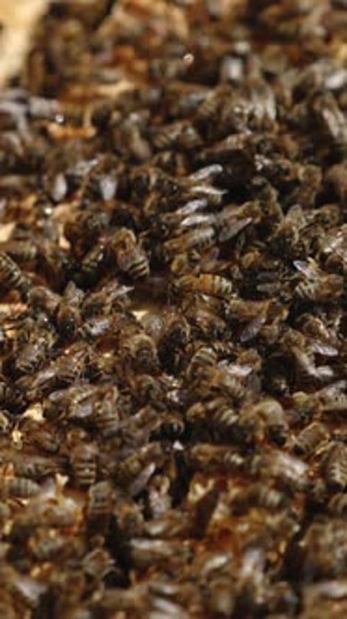 Huge swarm of bees crawling over the frames in beehive. Bees busy at their work.