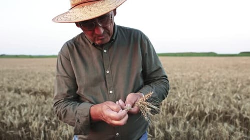 Portrait of senior farmer with hat standing in wheat field examining crop at sunset.