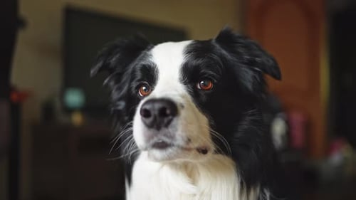 Lustiges Portrait Süßes Hündchen Border Collie für den Innenbereich, der sich zu Hause ausruht Welpe Hund drinnen in