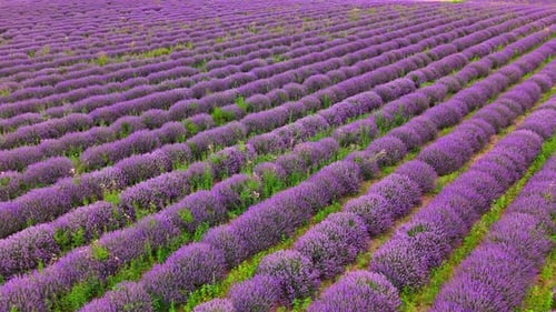 Vast Plantation Of Lavender Fields In A Rural Farmland. Aerial Shot
