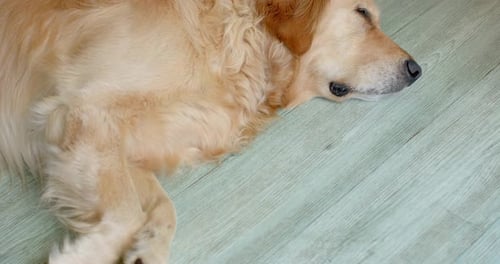 Golden dog is breathing, shifting crossed paws, closing eyes, drifting into rest on pale wood floor