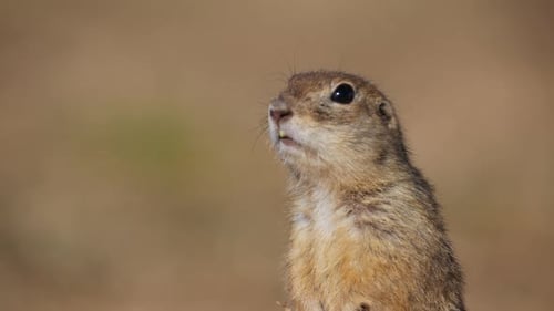 Portrait of Funny Gopher Little Ground Squirrel or Little Suslik Spermophilus Pygmaeus is a Species
