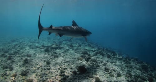 Tiger Shark is an Apex Predator in the Ocean Tail of Shark