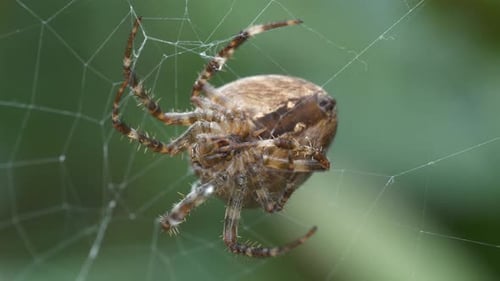 Araignée