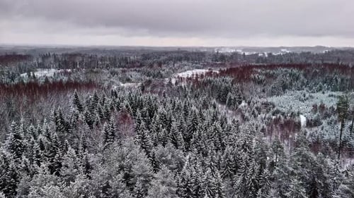 Snow-Covered Winter Forest Under Overcast Sky