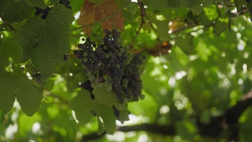 Close up of ripe grapes hanging from a vine, surrounded by lush green leaves, capturing a vibrant an