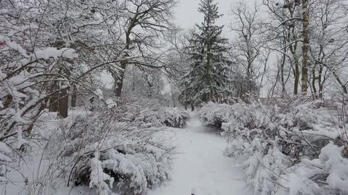 A beautiful walk through the winter forest. Trees, branches and bushes in the snow. Snow everywhere.